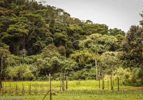 Estrategias para alimentar o mundo de maneira mais sustentável Estrategias para alimentar o mundo de maneira mais sustentável