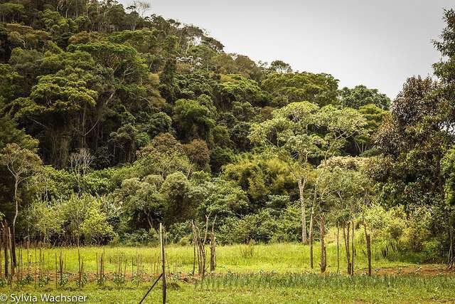 A propriedade está localizada em uma área cercada por Mata Atlântica nativa e por diversas nascentes. Foto: Sylvia Wachsner
