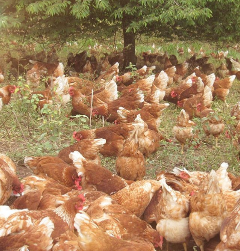 Foto: Reprodução/Instagram Fazenda da Toca (@tocaorganicos)