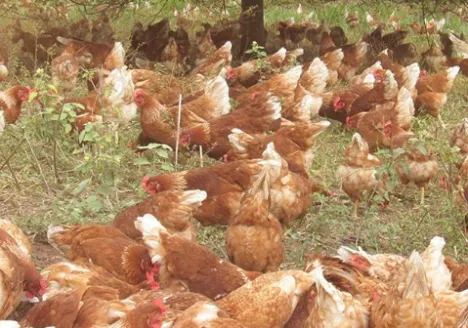 ‘CRA verde’ financiará  Fazenda da Toca.