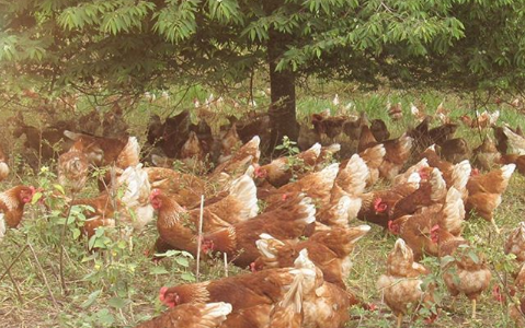 ‘CRA verde’ financiará  Fazenda da Toca.