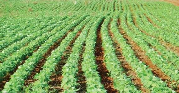 Produção de grãos orgânicos se destaca no Paraná