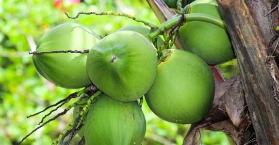 Coco brasileiro ganha mercado europeu graças a película biodegradável Coco brasileiro ganha mercado europeu graças a película biodegradável