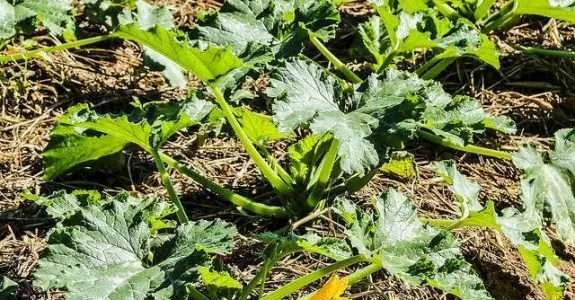 Especialista analisa o crescimento da agricultura orgânica