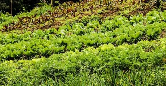 Congresso discutirá o modelo orgânico como alternativa para métodos convencionais de produção agrícola