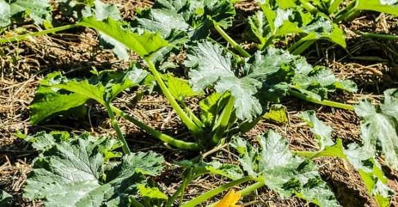 Especialista analisa o crescimento da agricultura orgânica