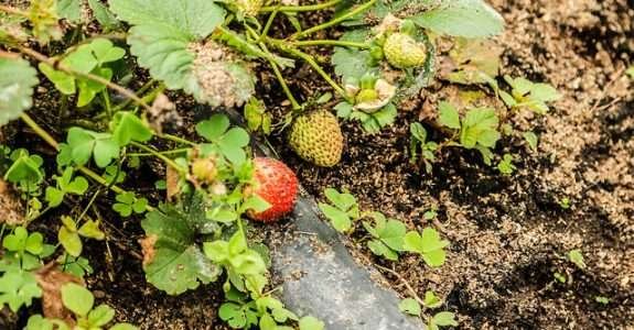 O setor público como alternativa de mercado para o agricultor familiar