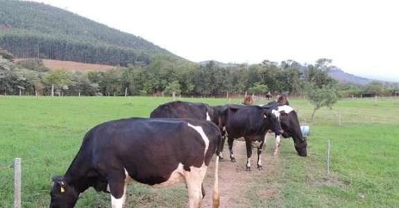 Fazendas brasileiras se preparam para produzir leite orgânico