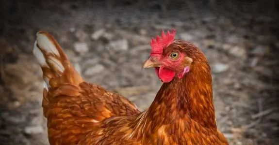 Proteínas produzidas a partir de culturas orgânicas são promissoras para alimentação de aves. Proteínas produzidas a partir de culturas orgânicas são promissoras para alimentação de aves.