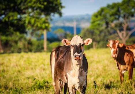 Adequação ambiental na produção pecuária