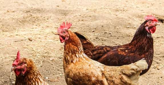 Buscando novos consumidores, Perdue Farms venderá frango orgânico mais barato