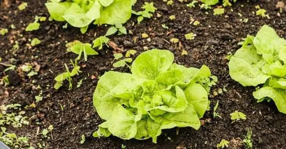 Lei da Política Nacional de Agricultura Urbana e Periurbana entra em vigor Lei da Política Nacional de Agricultura Urbana e Periurbana entra em vigor