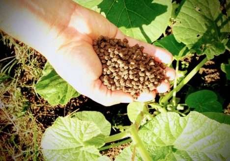 Fertilizante orgânico é desenvolvido a partir da biomassa de plantas Fertilizante orgânico é desenvolvido a partir da biomassa de plantas