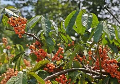 No Amazonas, produtores de guaraná adotarão práticas agrícolas mais sustentáveis No Amazonas, produtores de guaraná adotarão práticas agrícolas mais sustentáveis