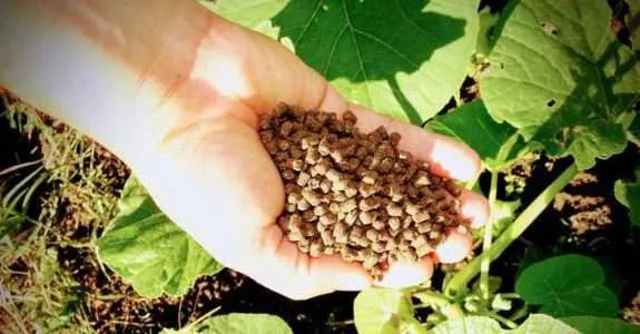 Fertilizante orgânico é desenvolvido a partir da biomassa de plantas