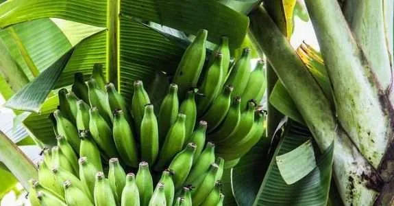 Banana, a fruta que pode se tornar o principal produto da nossa produção orgânica