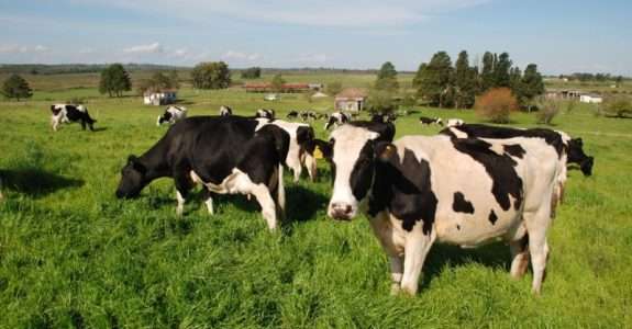 Programa de Carne Sustentável e Orgânica do Pantanal já abateu 12 mil bovinos