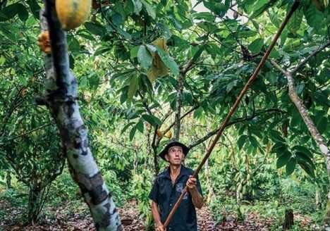 A nova economia da Amazônia A nova economia da Amazônia