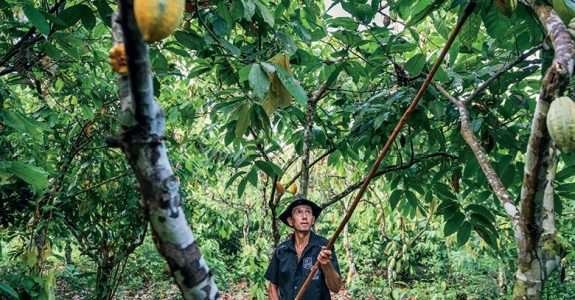 Do chocolate ao vinho: amêndoas de cacau são incentivo à inovação de produtos