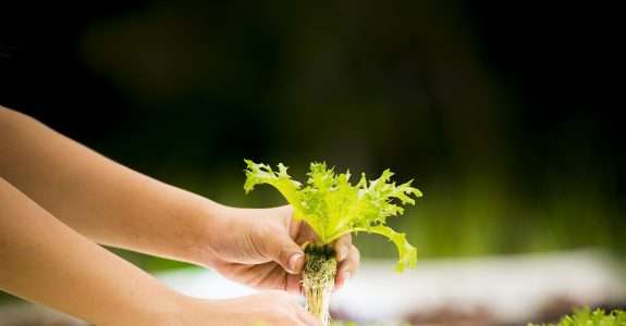 Nos EUA começou o processo judicial para proibir a hidroponia no cultivo orgânico.