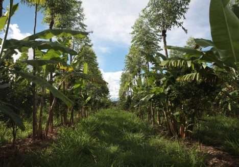 Técnicas sustentáveis de plantio preservam o solo e aumentam rendimento da produção Técnicas sustentáveis de plantio preservam o solo e aumentam rendimento da produção