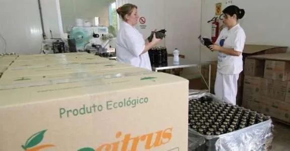Citros orgânicos da Ecocitrus ganham mercado internacional Citros orgânicos da Ecocitrus ganham mercado internacional