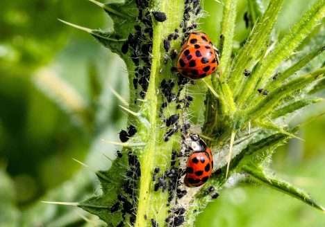 Biodefensivos com micróbios do solo e planta são o futuro Biodefensivos com micróbios do solo e planta são o futuro