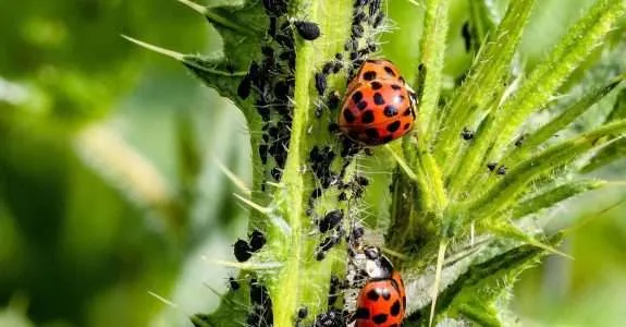 Biodefensivos com micróbios do solo e planta são o futuro Biodefensivos com micróbios do solo e planta são o futuro