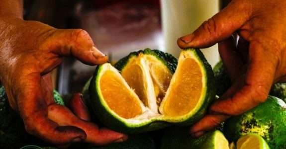 Brasil é pioneiro na certificação participativa de orgânicos