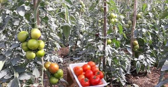 Tomatorg: produção sustentável de tomates eleva lucro em 2,7 vezes