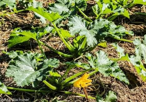 A agricultura regenerativa e o futuro dos alimentos sustentáveis