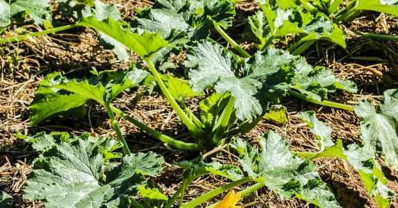 A agricultura regenerativa e o futuro dos alimentos sustentáveis