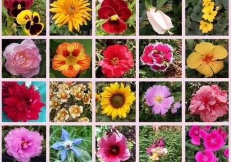 Aprenda mais sobre flores comestíveis e quais os benefícios