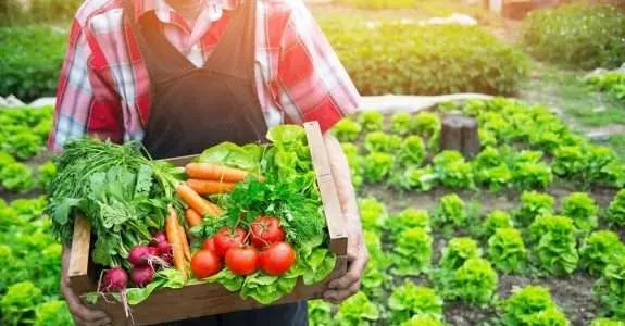 Caso de sucesso: Nutrir Orgânicos conecta produtores e clientes