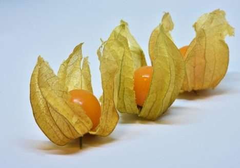PANCs vão encher de sabor os pratos em cardápio gourmet PANCs vão encher de sabor os pratos em cardápio gourmet