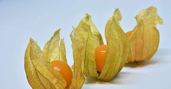 PANCs vão encher de sabor os pratos em cardápio gourmet