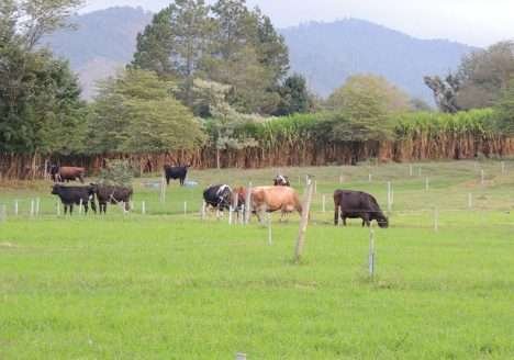 Fazenda Nata da Serra, SP: produção de leite orgânico