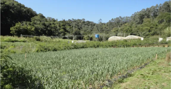 Manejo de mancha púrpura em alho orgânico Manejo de mancha púrpura em alho orgânico