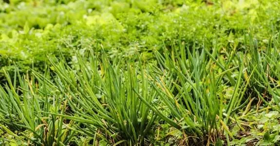 Horta em casa: saúde ao alcance das mãos