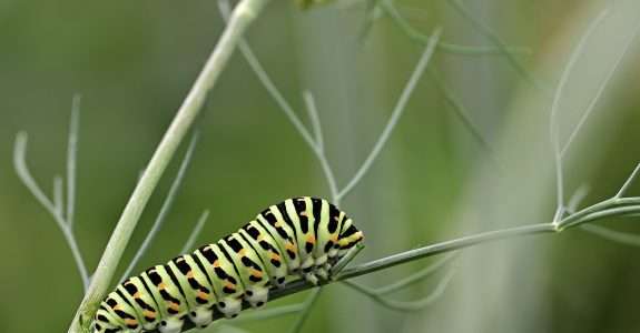 Efeito deletério de óleos essenciais sobre Anticarsia gemmatalis e Helicoverpa armigera