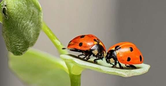 Programa de Bioinsumos promove inovação e sustentabilidade