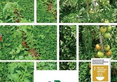 Plantio direto de tomate sobre coberturas vivas em sistema orgânico de produção Plantio direto de tomate sobre coberturas vivas em sistema orgânico de produção
