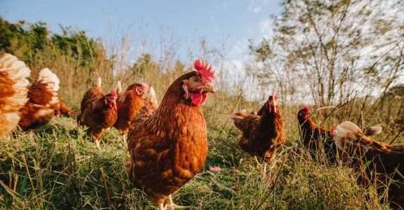 O que a forte recepção do IPO da Vital Farms significa indústria orgânica? O que a forte recepção do IPO da Vital Farms significa indústria orgânica?