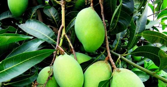 Pesquisadores desenvolvem primeiro sistema orgânico de manga do País