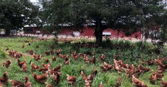 O que a forte recepção do IPO da Vital Farms significa indústria orgânica? O que a forte recepção do IPO da Vital Farms significa indústria orgânica?