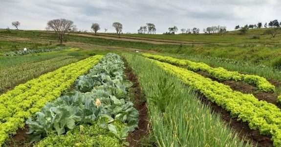 Itesp apoia a produção de alimentos orgânicos na comunidade quilombola Cafundó
