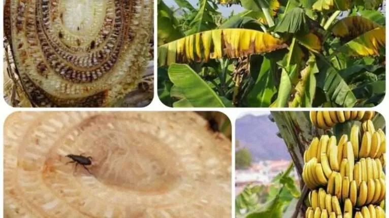 broca-da-banana-mal-de-panamá