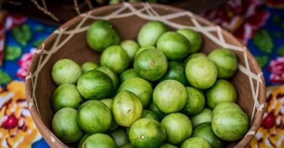 Umbu, umbuzeiro, “árvore sagrada do sertão”