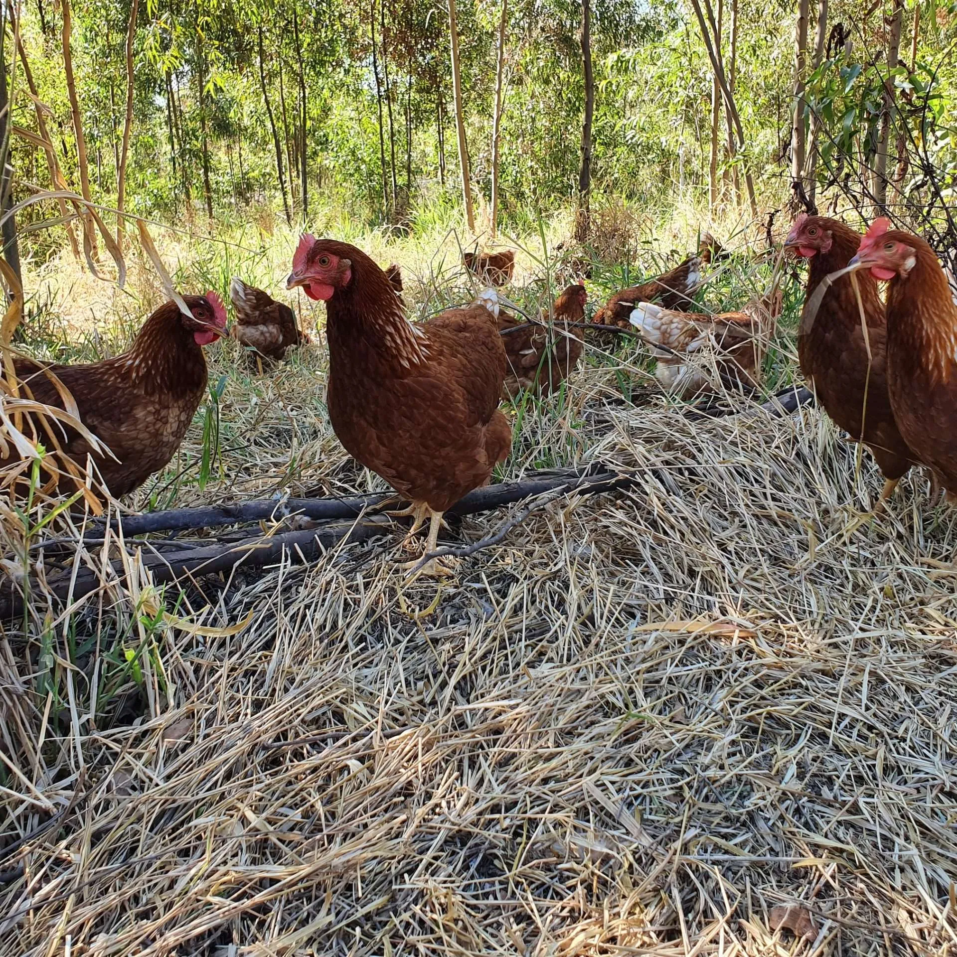 organicsnet-fazenda-da-toca-20200504_135730