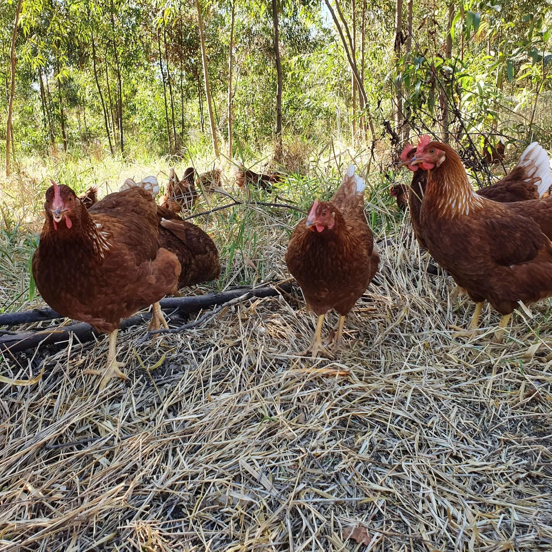 organicsnet-fazenda-da-toca-20200504_135738